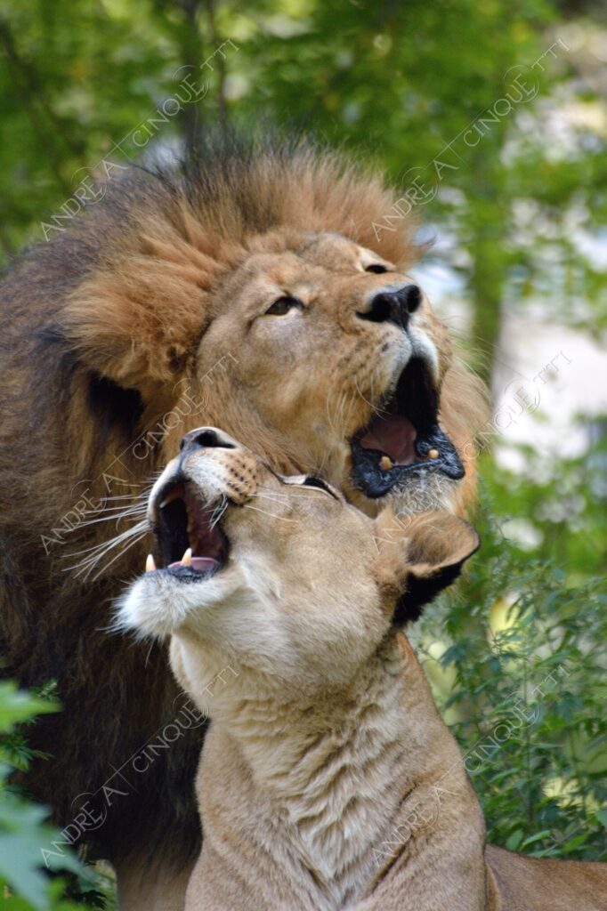 berlino berlin leone lion leonessa lioness mammifero mammal felino felin catlike natura nature selvaggio wild