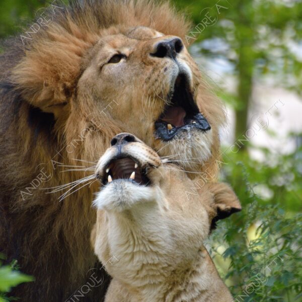 berlino berlin leone lion leonessa lioness mammifero mammal felino felin catlike natura nature selvaggio wild