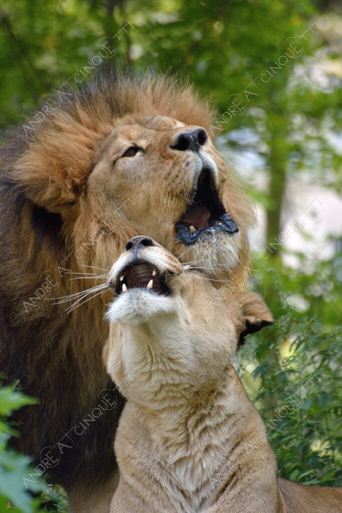 berlino berlin leone lion leonessa lioness mammifero mammal felino felin catlike natura nature selvaggio wild