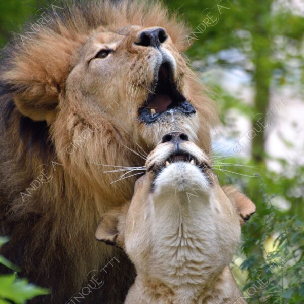 berlino berlin leone lion leonessa lioness mammifero mammal felino felin catlike natura nature selvaggio wild