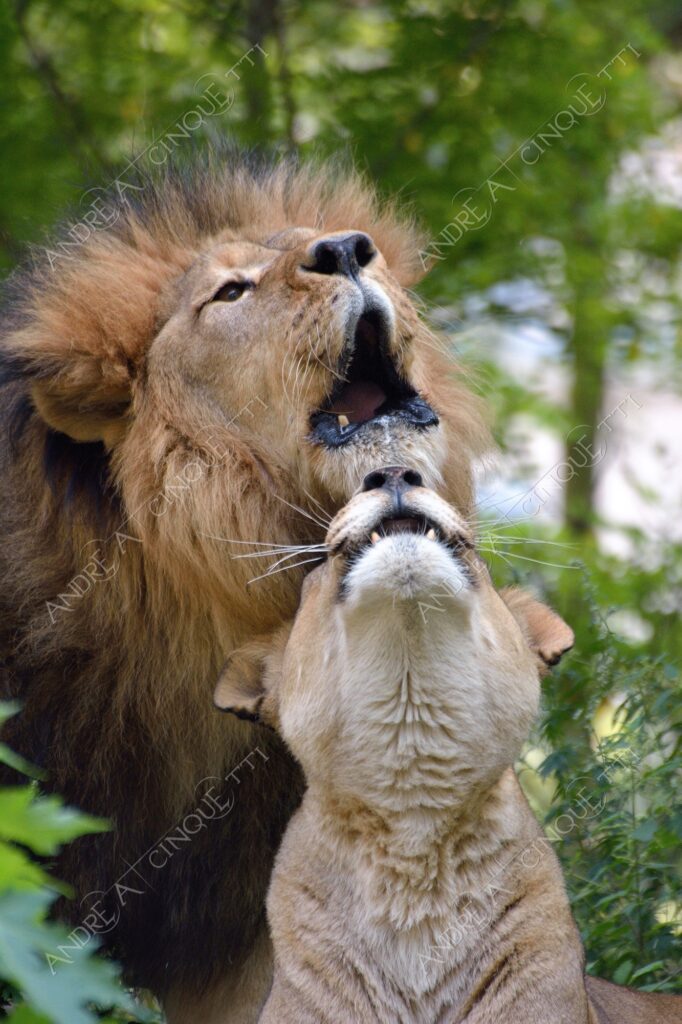 berlino berlin leone lion leonessa lioness mammifero mammal felino felin catlike natura nature selvaggio wild