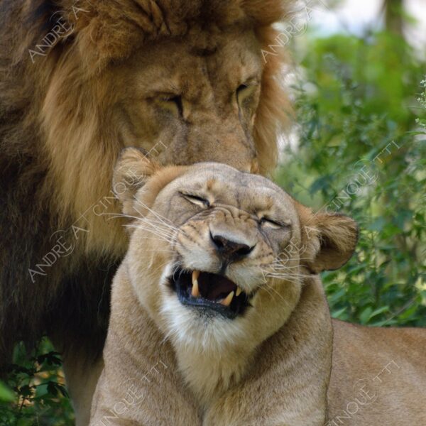 berlino berlin leone lion leonessa lioness mammifero mammal felino felin catlike natura nature selvaggio wild