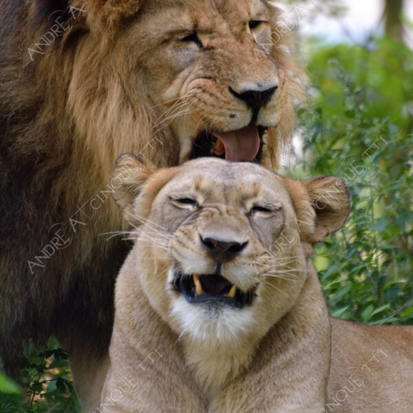 berlino berlin leone lion leonessa lioness mammifero mammal felino felin catlike natura nature selvaggio wild