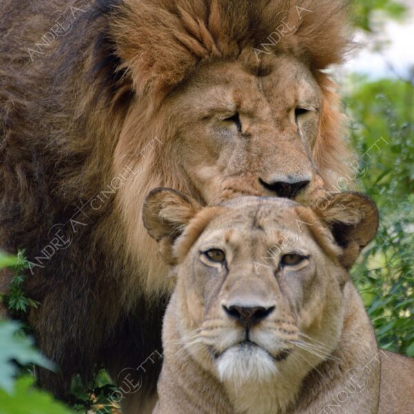 berlino berlin leone lion leonessa lioness mammifero mammal felino felin catlike natura nature selvaggio wild