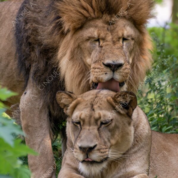 berlino berlin leone lion leonessa lioness mammifero mammal felino felin catlike natura nature selvaggio wild