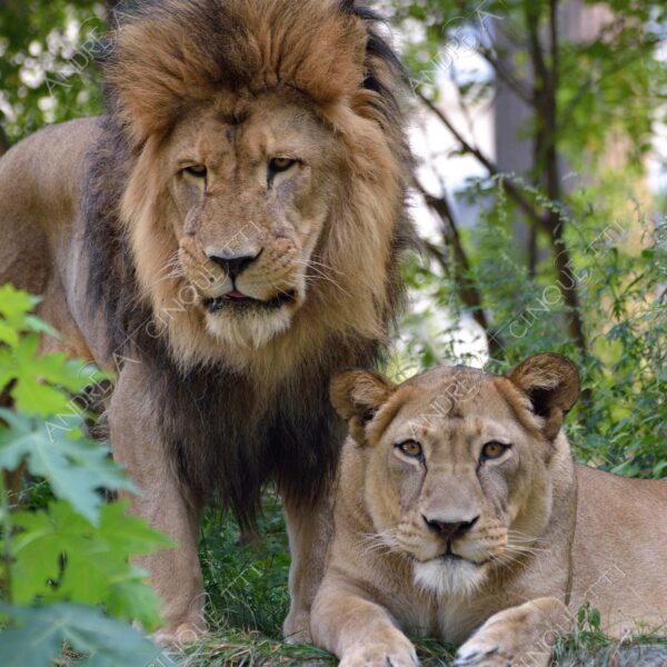 berlino berlin leone lion leonessa lioness mammifero mammal felino felin catlike natura nature selvaggio wild