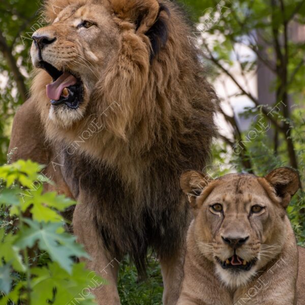 berlino berlin leone lion leonessa lioness mammifero mammal felino felin catlike natura nature selvaggio wild