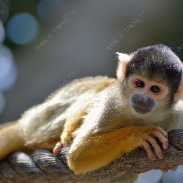 natura nature wild scimmia monkey cebo cappuccino cebus capucinus