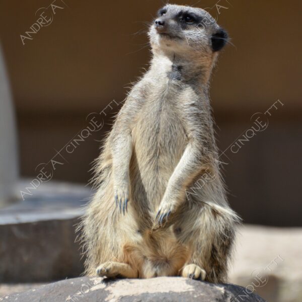 natura nature wild suricata suricatta