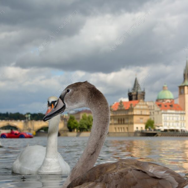 repubblica ceca czech repubblic praga prague castello castle fiume river moldova ponte bridge castello castle riflessi reflections ponte carlo cielo sky nuvole clouds prospettiva perpective cigno swan
