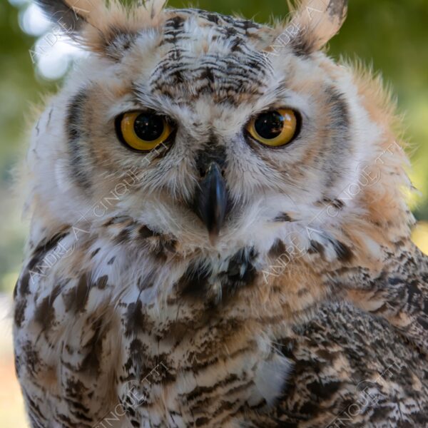 repubblica ceca czech repubblic praga prague natura nature wild selvaggio gufo owl