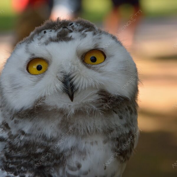 repubblica ceca czech repubblic praga prague natura nature wild selvaggio gufo owl