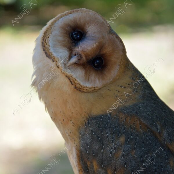 repubblica ceca czech repubblic praga prague natura nature wild selvaggio gufo owl