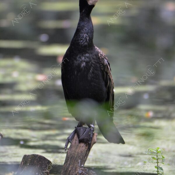 natura nature wild uccello bird cormorano cormorant