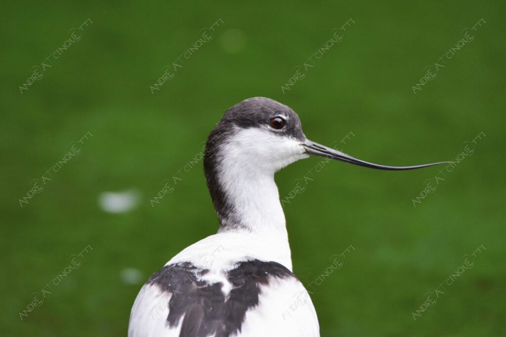 natura nature wild uccello bird avocetta recurvirostra avosetta