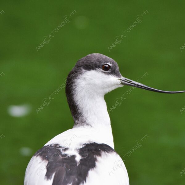natura nature wild uccello bird avocetta recurvirostra avosetta