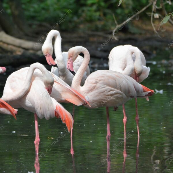 natura nature wild uccello bird fenicottero flamingo