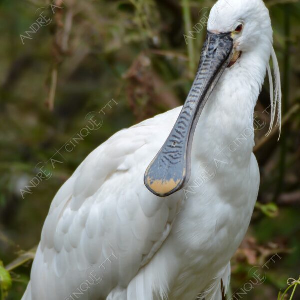 natura nature wild uccello bird spatola bianca platalea leucorodia white spatula
