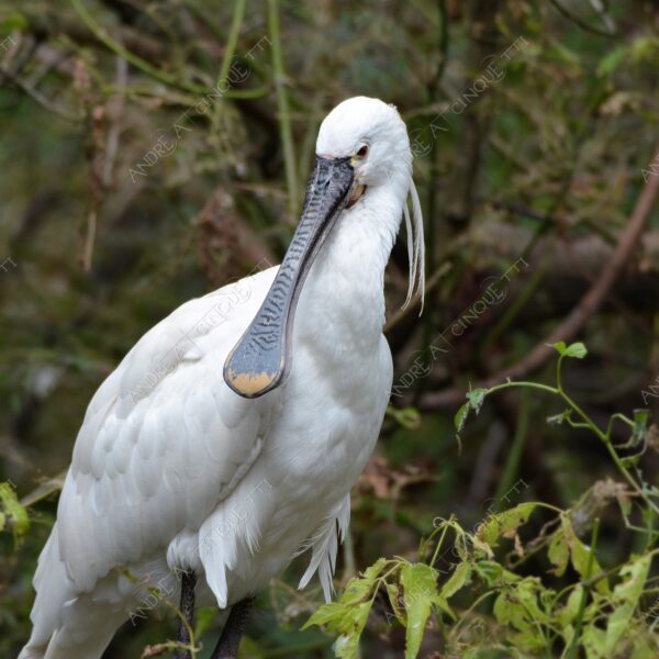 natura nature wild uccello bird spatola bianca platalea leucorodia white spatula