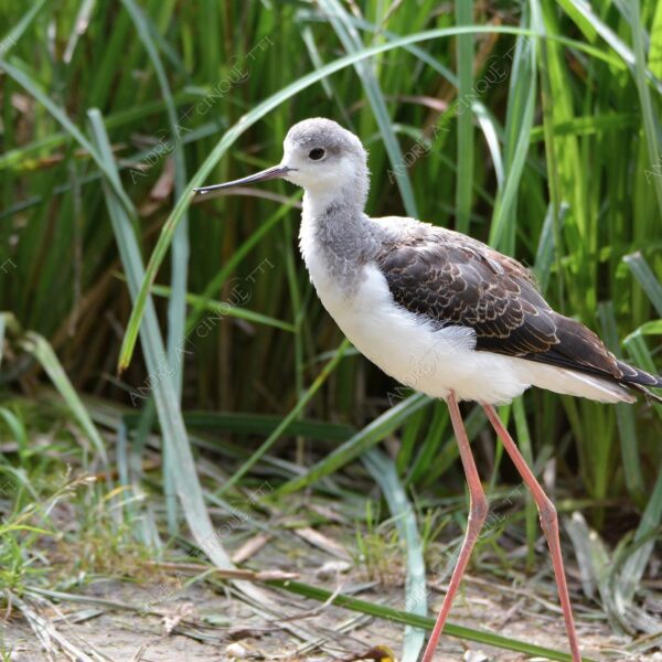 natura nature wild uccello bird cavaliere d'italia