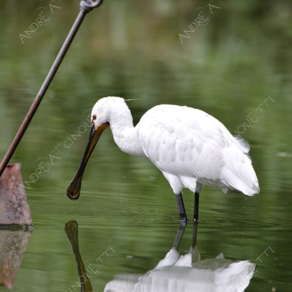 natura nature wild uccello bird riflessi reflections mirror specchio spatola bianca platalea leucorodia white spatula