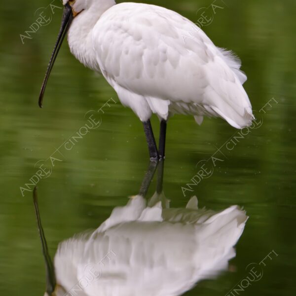 natura nature wild uccello bird riflessi reflections mirror specchio spatola bianca platalea leucorodia white spatula