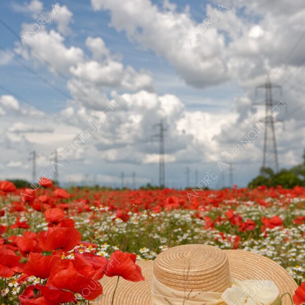 peschiera borromeo nuvole clouds campo field meadow papaveri poppies red rosso margherite daisies camomilla chamomile capppello di paglia straw hat