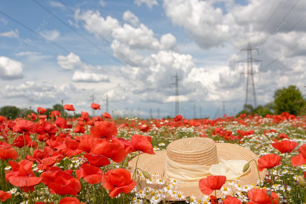 peschiera borromeo nuvole clouds campo field meadow papaveri poppies red rosso margherite daisies camomilla chamomile capppello di paglia straw hat