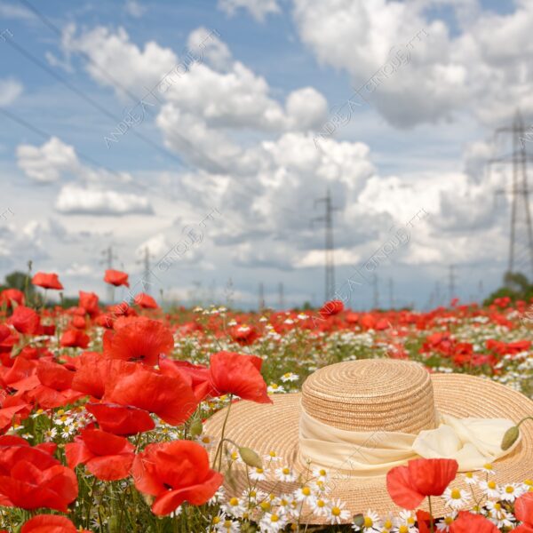 peschiera borromeo nuvole clouds campo field meadow papaveri poppies red rosso margherite daisies camomilla chamomile capppello di paglia straw hat