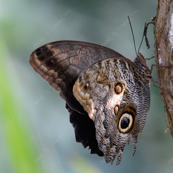 natura nature wild farfalla butterfly mimetismo mimicry camouflage