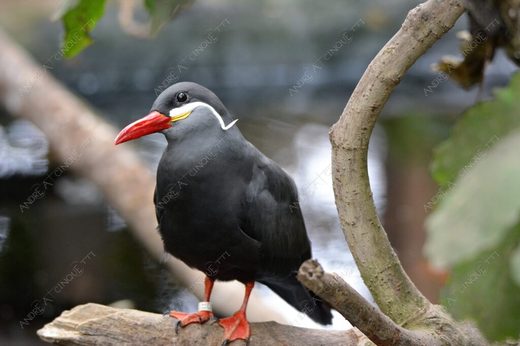 natura nature wild uccello bird sterna inca larosterno inca uccello con i baffi bird with moustache