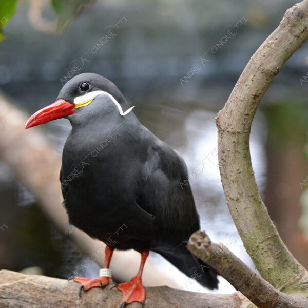 natura nature wild uccello bird sterna inca larosterno inca uccello con i baffi bird with moustache