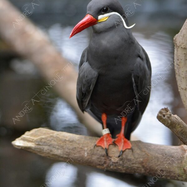 natura nature wild uccello bird sterna inca larosterno inca uccello con i baffi bird with moustache