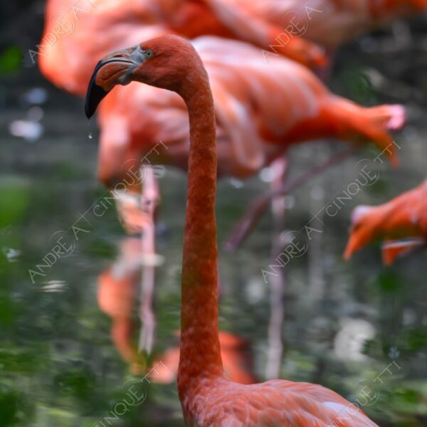 natura nature wild uccello bird fenicottero rosa red flamingo