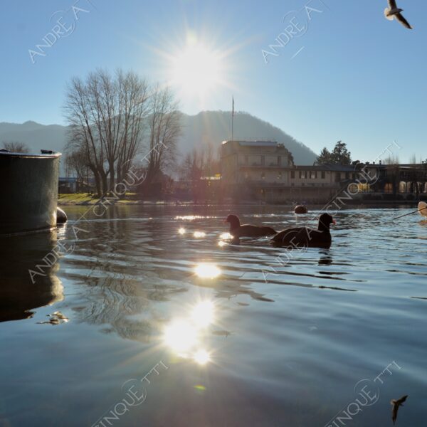 brivio riflessi reflections specchio mirror fiume river adda nuvole clouds morning mattina alba sunrise sole sun anatra duck mallard gabbiano seagull