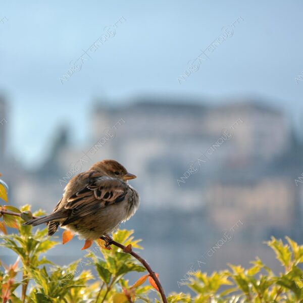 lago d'orta orta san giulio lake isola islanda inverno winter nebbia foschia fog foggy mist haze pontile molo pier wharf riflessi reflections passerotto sparrow