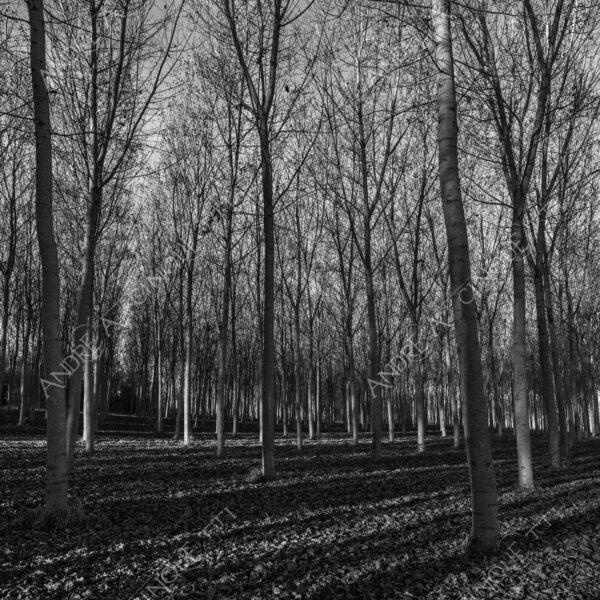 lombardia italia italy bianco e nero black and white b&w albero tree alberi trees pioppo pioppi poplar poplars filare di piante row of plants schema sheme pattern ombra shadow ombre shadows sole sun raggi di sole rays of sunshine sun rays sunbeams penombra twilight scuro dark oscurità darkness drammatico drammaticità paura pauroso disagio dramatic drama fear scare scary unease discomfort presagi omens sensazioni feelings sensations
