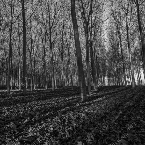 lombardia italia italy bianco e nero black and white b&w albero tree alberi trees pioppo pioppi poplar poplars filare di piante row of plants schema sheme pattern ombra shadow ombre shadows sole sun raggi di sole rays of sunshine sun rays sunbeams penombra twilight scuro dark oscurità darkness drammatico drammaticità paura pauroso disagio dramatic drama fear scare scary unease discomfort presagi omens sensazioni feelings sensations