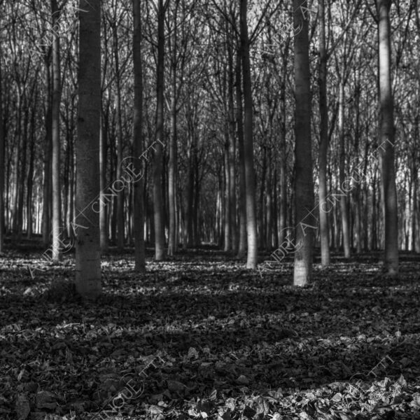 lombardia italia italy bianco e nero black and white b&w albero tree alberi trees pioppo pioppi poplar poplars filare di piante row of plants schema sheme pattern ombra shadow ombre shadows sole sun raggi di sole rays of sunshine sun rays sunbeams penombra twilight scuro dark oscurità darkness drammatico drammaticità paura pauroso disagio dramatic drama fear scare scary unease discomfort presagi omens sensazioni feelings sensations