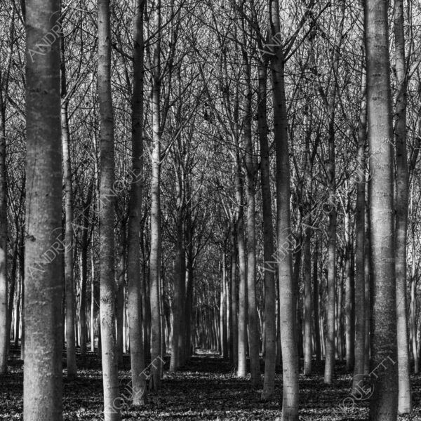 lombardia italia italy bianco e nero black and white b&w albero tree alberi trees pioppo pioppi poplar poplars filare di piante row of plants schema sheme pattern ombra shadow ombre shadows sole sun raggi di sole rays of sunshine sun rays sunbeams penombra twilight scuro dark oscurità darkness drammatico drammaticità paura pauroso disagio dramatic drama fear scare scary unease discomfort presagi omens sensazioni feelings sensations