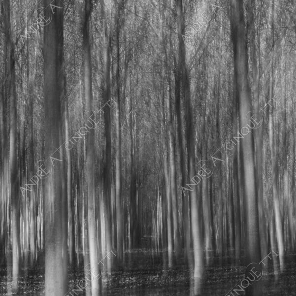 lombardia italia italy bianco e nero black and white b&w albero tree alberi trees pioppo pioppi poplar poplars filare di piante row of plants schema sheme pattern ombra shadow ombre shadows sole sun raggi di sole rays of sunshine sun rays sunbeams penombra twilight scuro dark oscurità darkness drammatico drammaticità paura pauroso disagio dramatic drama fear scare scary unease discomfort presagi omens sensazioni feelings sensations