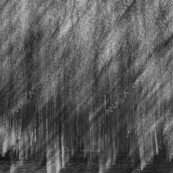 lombardia italia italy bianco e nero black and white b&w albero tree alberi trees pioppo pioppi poplar poplars filare di piante row of plants schema sheme pattern ombra shadow ombre shadows sole sun raggi di sole rays of sunshine sun rays sunbeams penombra twilight scuro dark oscurità darkness drammatico drammaticità paura pauroso disagio dramatic drama fear scare scary unease discomfort presagi omens sensazioni feelings sensations
