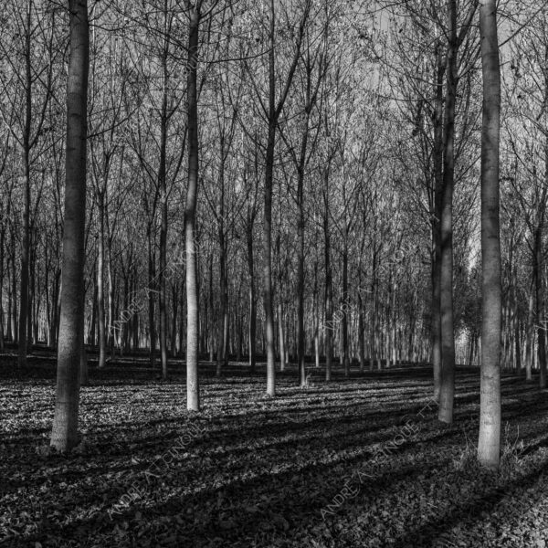 lombardia italia italy bianco e nero black and white b&w albero tree alberi trees pioppo pioppi poplar poplars filare di piante row of plants schema sheme pattern ombra shadow ombre shadows sole sun raggi di sole rays of sunshine sun rays sunbeams penombra twilight scuro dark oscurità darkness drammatico drammaticità paura pauroso disagio dramatic drama fear scare scary unease discomfort presagi omens sensazioni feelings sensations