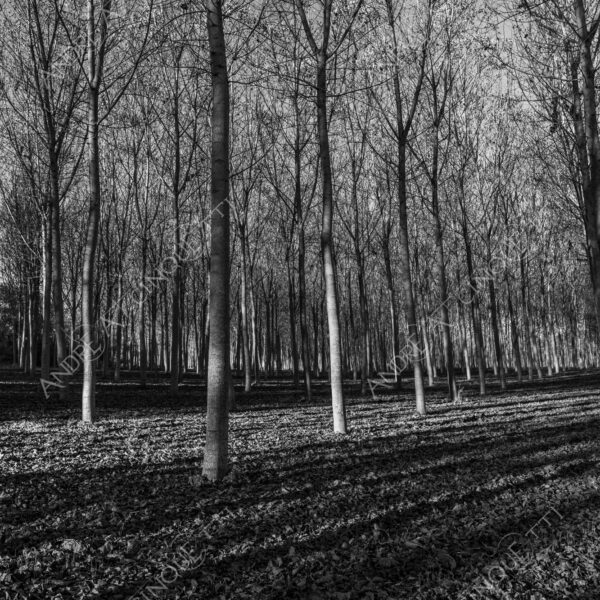 lombardia italia italy bianco e nero black and white b&w albero tree alberi trees pioppo pioppi poplar poplars filare di piante row of plants schema sheme pattern ombra shadow ombre shadows sole sun raggi di sole rays of sunshine sun rays sunbeams penombra twilight scuro dark oscurità darkness drammatico drammaticità paura pauroso disagio dramatic drama fear scare scary unease discomfort presagi omens sensazioni feelings sensations