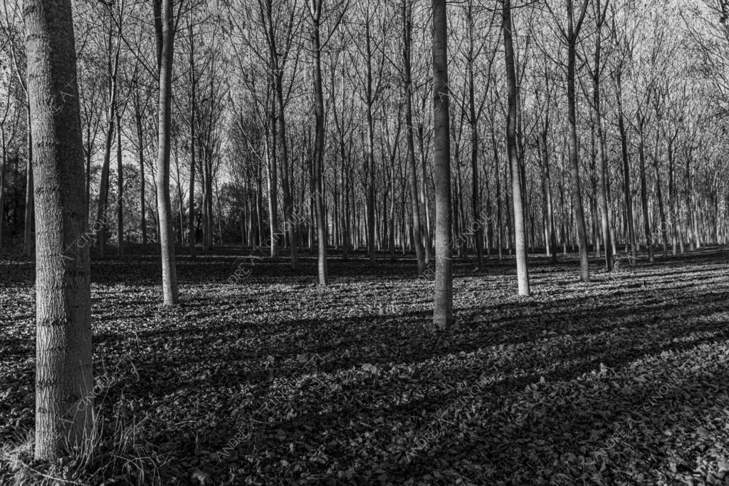 lombardia italia italy bianco e nero black and white b&w albero tree alberi trees pioppo pioppi poplar poplars filare di piante row of plants schema sheme pattern ombra shadow ombre shadows sole sun raggi di sole rays of sunshine sun rays sunbeams penombra twilight scuro dark oscurità darkness drammatico drammaticità paura pauroso disagio dramatic drama fear scare scary unease discomfort presagi omens sensazioni feelings sensations