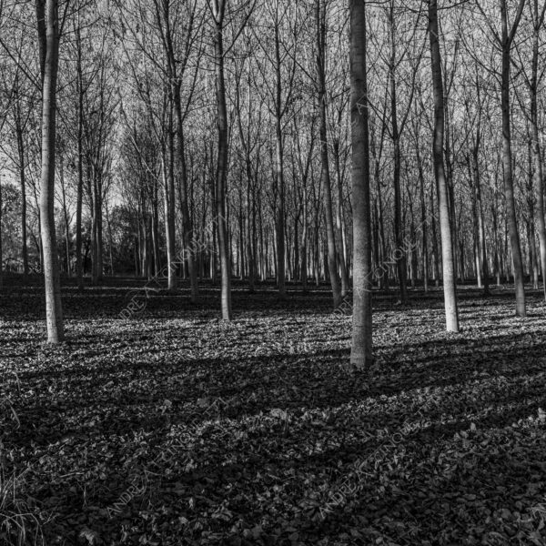 lombardia italia italy bianco e nero black and white b&w albero tree alberi trees pioppo pioppi poplar poplars filare di piante row of plants schema sheme pattern ombra shadow ombre shadows sole sun raggi di sole rays of sunshine sun rays sunbeams penombra twilight scuro dark oscurità darkness drammatico drammaticità paura pauroso disagio dramatic drama fear scare scary unease discomfort presagi omens sensazioni feelings sensations