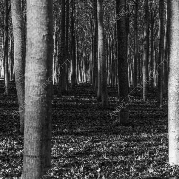lombardia italia italy bianco e nero black and white b&w albero tree alberi trees pioppo pioppi poplar poplars filare di piante row of plants schema sheme pattern ombra shadow ombre shadows sole sun raggi di sole rays of sunshine sun rays sunbeams penombra twilight scuro dark oscurità darkness drammatico drammaticità paura pauroso disagio dramatic drama fear scare scary unease discomfort presagi omens sensazioni feelings sensations
