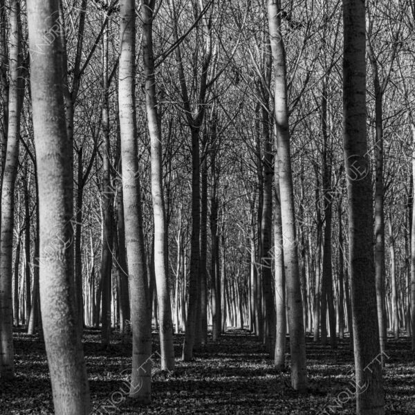 lombardia italia italy bianco e nero black and white b&w albero tree alberi trees pioppo pioppi poplar poplars filare di piante row of plants schema sheme pattern ombra shadow ombre shadows sole sun raggi di sole rays of sunshine sun rays sunbeams penombra twilight scuro dark oscurità darkness drammatico drammaticità paura pauroso disagio dramatic drama fear scare scary unease discomfort presagi omens sensazioni feelings sensations