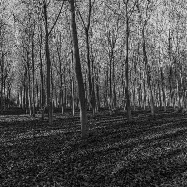 lombardia italia italy bianco e nero black and white b&w albero tree alberi trees pioppo pioppi poplar poplars filare di piante row of plants schema sheme pattern ombra shadow ombre shadows sole sun raggi di sole rays of sunshine sun rays sunbeams penombra twilight scuro dark oscurità darkness drammatico drammaticità paura pauroso disagio dramatic drama fear scare scary unease discomfort presagi omens sensazioni feelings sensations