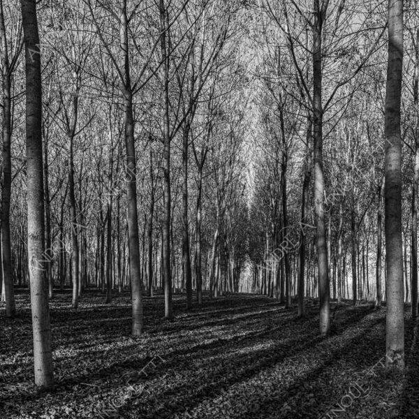 lombardia italia italy bianco e nero black and white b&w albero tree alberi trees pioppo pioppi poplar poplars filare di piante row of plants schema sheme pattern ombra shadow ombre shadows sole sun raggi di sole rays of sunshine sun rays sunbeams penombra twilight scuro dark oscurità darkness drammatico drammaticità paura pauroso disagio dramatic drama fear scare scary unease discomfort presagi omens sensazioni feelings sensations